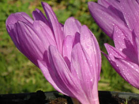 Colchicum 'Autumn Queen'